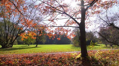 Park