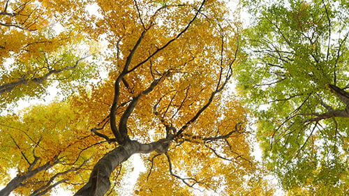 Look Up in the Autumn Forest 3