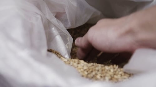 Hand Grabbing Malted Barley Seeds from Bag