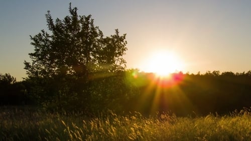 Sunset Glows Over Rural Field With Tree