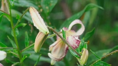 White and Pink Lilies in the Rain