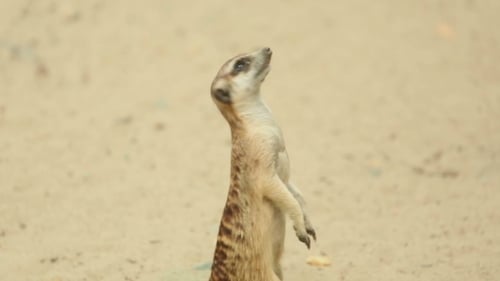 Erdmännchen.