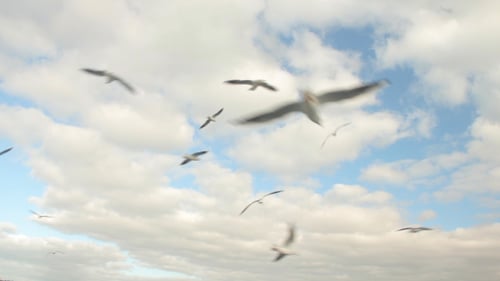 Seabirds Soar over the Blue Sky and Clouds