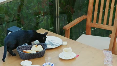 Black Cat Inspecting Food Scraps on Outdoor Cafe Table