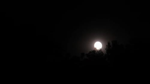 Bright Full Moon Shines Through Silhouetted Tree Branches