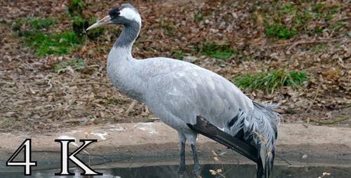 Bird Crane