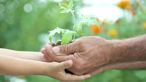 Young Plant Against Green Background