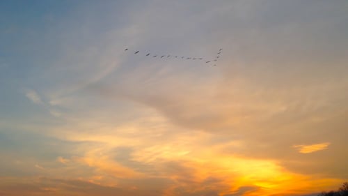 Flock of Birds Flying Across a Sunset Sky