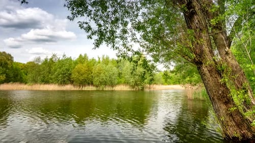 Calm lake in green city park.