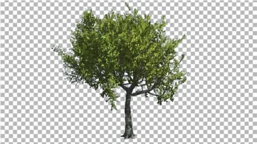 Red Oak Tree is Swaying at The Wind Green