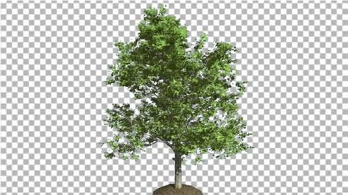 Red Maple Tree is Swaying in The Wind
