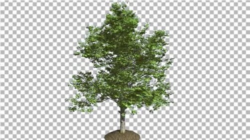 Red Maple Tree is Swaying in The Wind Green