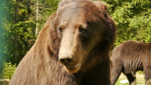 The Big Brown Bear
