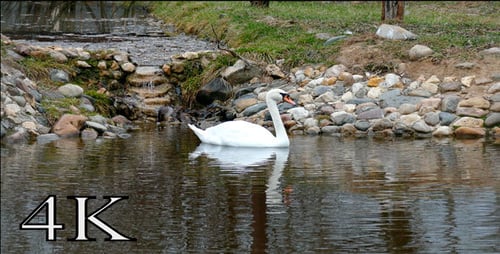 Vogel-Schwan
