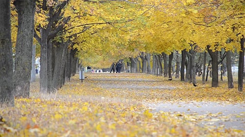 Birds on the Autumn Alley