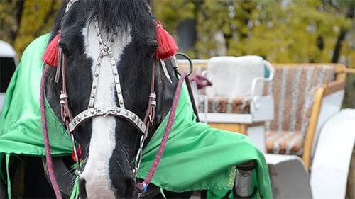Horse-Drawn Carriage in the Promenade