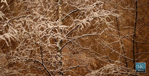 Winter Trees And Falling Snow