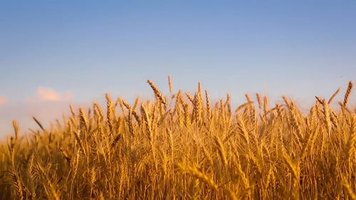 Wheat Field