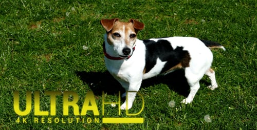 Jack Russell Terrier 2