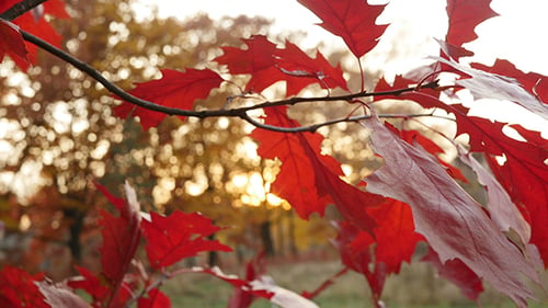 Rotes Blatt auf dem Baum im Sonnenuntergang 3