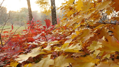 Red Leaf on the Tree in the Sunset 4