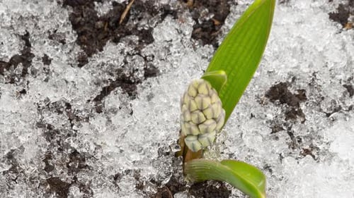 Timelapse is Coming Spring