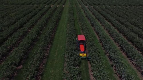 Aerial view of tractor mowing and spraying blueberry field