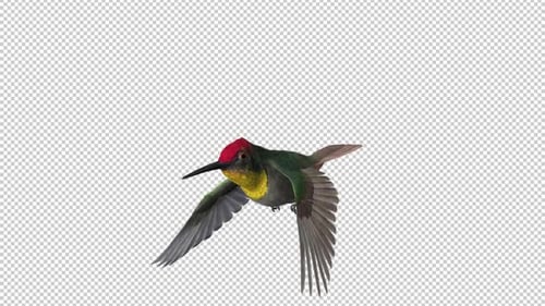 Colibri - Topaze rubis - Boucle volante - Gros plan à angle latéral - Canal Alpha