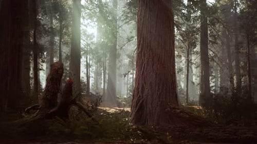 Giant Sequoias in the Giant Forest Grove in the Sequoia National Park