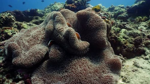 Korallenriff und tropische Fische