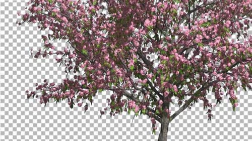 Animated Pink Cherry Blossom Tree with Alpha Channel