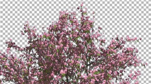 Pfirsichbaumkrone mit flatternden rosa Blüten