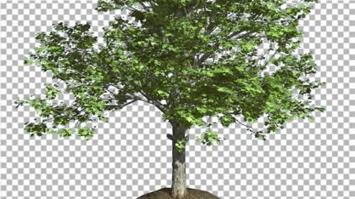 Red Maple Tree Trunk And Crown With Green Leaves
