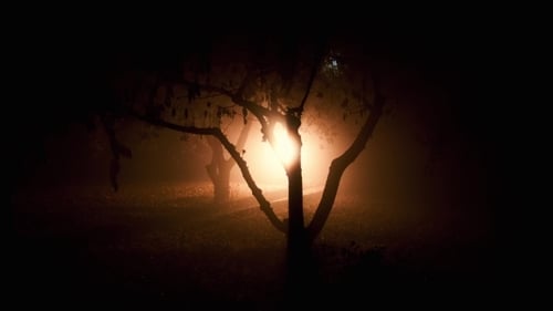 Eerie Silhouetted Trees in Nighttime Fog