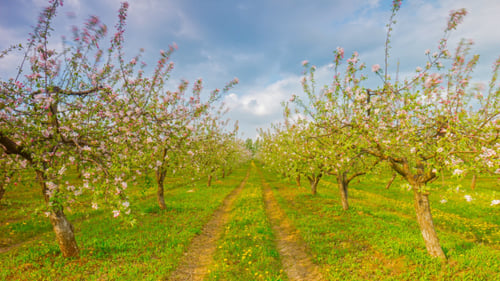 Spring Apple Garden