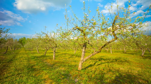 Frühlings-Apfelgarten mit Blumen