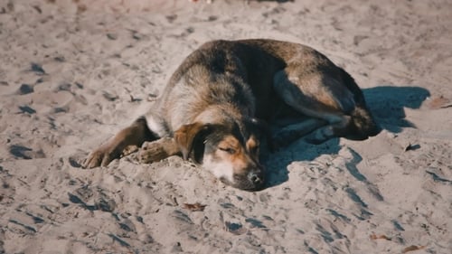 Obdachloser Hund, der im Sand liegt