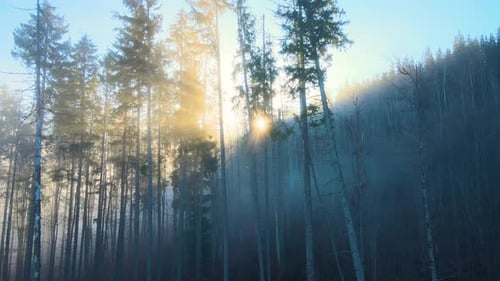 Beautiful Scenery with Light Rays Shining Through Foggy Dark Woods with Evergreen Trees in Autumn
