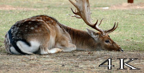 Resting Deer with Antlers in Grassy Field