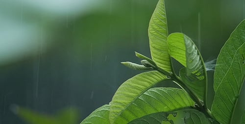 Leaf in the Rain