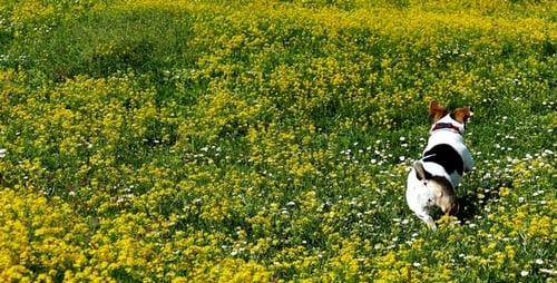 Small Dog Playing in a Flower Field
