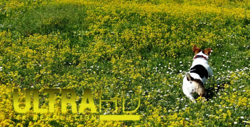 Dog Runs Through Wildflower Field in Spring