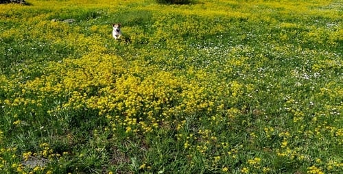 Dog Runs Through Wildflower Field