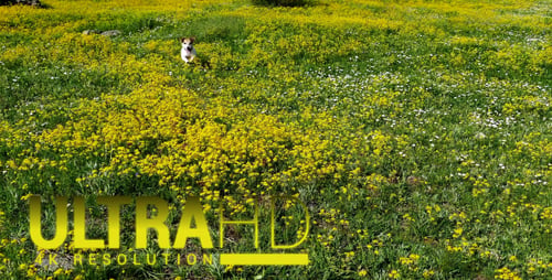 Dog Walks Through Wildflower Meadow on Sunny Day