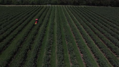 Aerial view of tractor mowing and spraying blueberry field