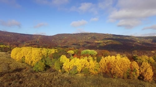 Flying Above Autumn Forest