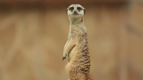 Erdmännchen.
