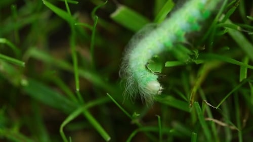 Hairy Caterpillars