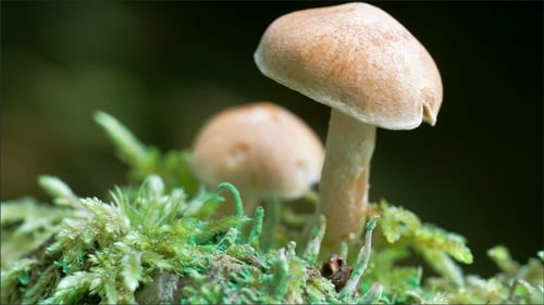A White Mushroom on the Forest