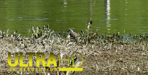 Little Ringed Plover (Charadrius Dubius) 1